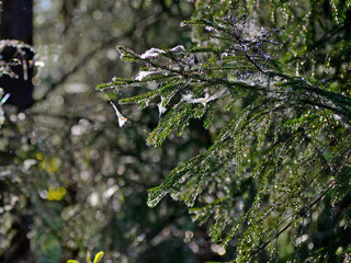 Glowing green branches of a Christmas tree in the web and fluff. Summer view