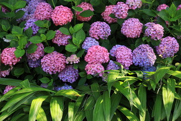 ピンクの紫陽花集団