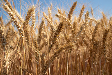 Agricultural landscape, field of ripe rye against the blue sky