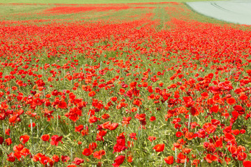 Blühendes Mohnfeld auf landwirtschaftlicher Fläche