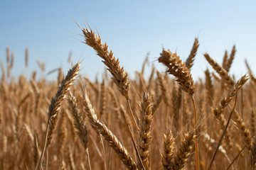 Fototapeta premium Agricultural landscape, ears of ripe wheat against the blue sky
