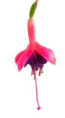 fuchsia flower isolated