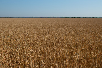 Agricultural landscape, field of ripe wheat against the blue sky