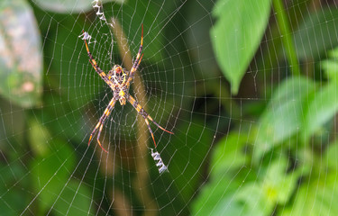 Great Argiope Spider (Argiope aemula) in the center of the project web. Waiting for prey.