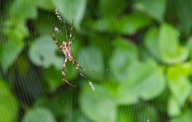 Great Argiope Spider (Argiope aemula) in the center of the project web. Waiting for prey.