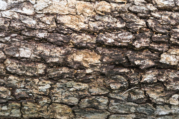 tree bark of Burmese Padauk