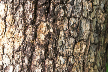 tree bark of Burmese Padauk used as a background texture.