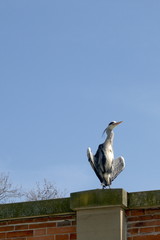 Graureiher   Ardea cinerea auf Straßenlampe