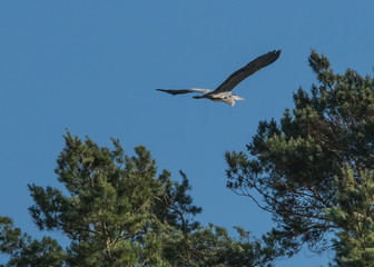 Graureiher  Ardea cinerea im Flug
