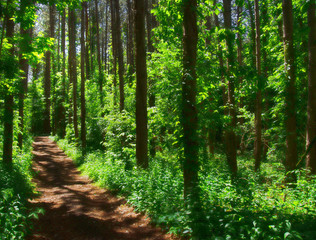 Fototapeta premium Path through a forest