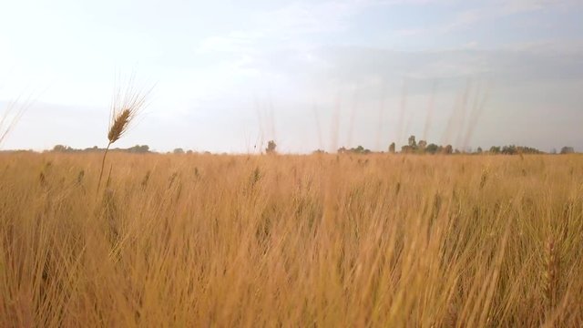 Campo di Grano per la produzione di farina di grano duro biologica