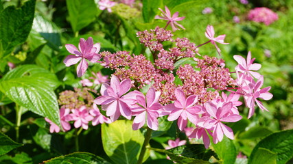 和の情緒溢れるアジサイ！