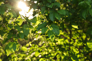 Summer sun shines through fresh green leaves