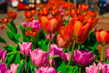 outdoor tulips blooming in the summer sun