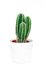 Small Mexican Fencepost Cactus with 3 stems in a white flower pot isolated against white background