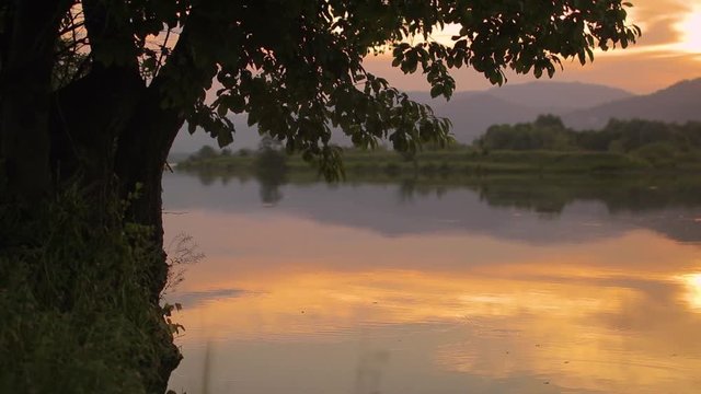 Summer sunset near lake. Tree over the water. Beautiful colorful reflections. Shallow depth pf field. Blurred background.Copy space