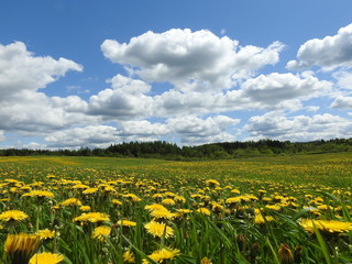  A field of flowers under a blue sky