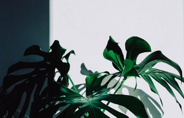 Abstract light and shadow portrait of a big Monstera (Swiss Cheese plant) house plant