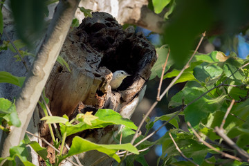 Naklejka na ściany i meble White Breasted Nuthatch perched on a tree outside the nest. 