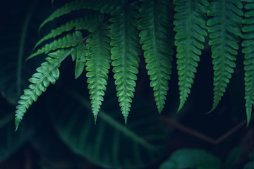 Dark Leaves background water drop Leaf surface 
