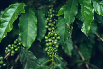 Coffee tree Coffee seedlings Sprouting In nature