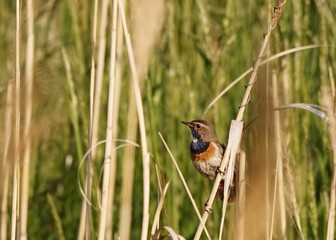 Blaukehlchen  Luscinia svecica, im Schilf