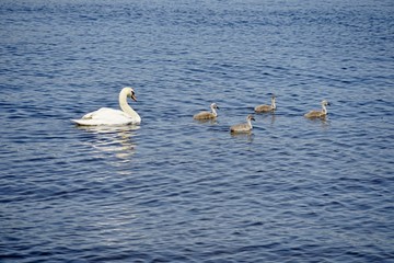 Schwanenfamilie auf dem Wannsee