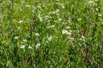 Сamomile field. Meadow of chamomile flowers of at sunlight. Natural summer background.