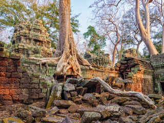 Arbre poussant sur les ruines d'un temple à Angkor Wat