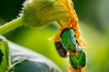 Green rose chafer eats pumpkin flowers. Cetonia aurata beetles close up.