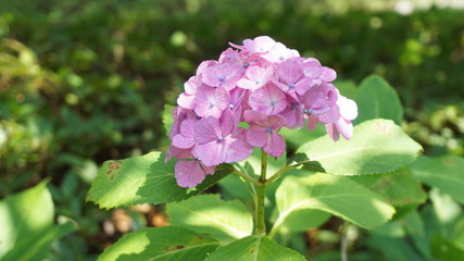 和の情緒溢れるアジサイ！