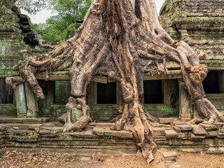 Naklejka na ściany i meble Arbre poussant sur les ruines d'un temple à Angkor Wat au Cambodge