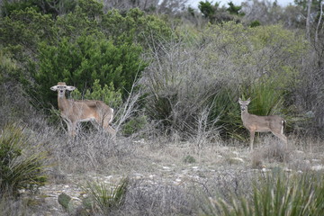 white tail buck deer portrait
