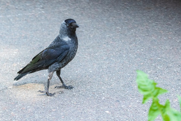 Jackdaw bird walks on the road and looks at the photographer. City birds.