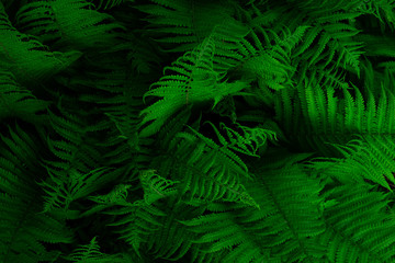 Fototapeta na wymiar Natural environment contrast photo of fern grass flowers top view.