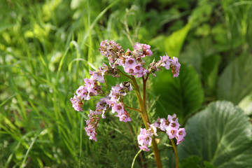 Flowers of Bergenia crassifolia (badan, Mongolian tea).
