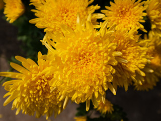 Taraxacum dandelion in South East Asia