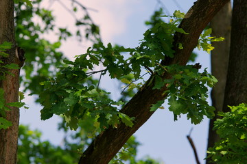 Tree with green leaves