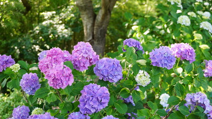 和の情緒溢れるアジサイ！