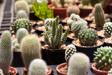 Small cactus nursery