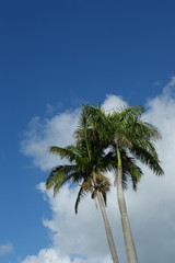 晴天の青空と南国沖縄のヤシの木