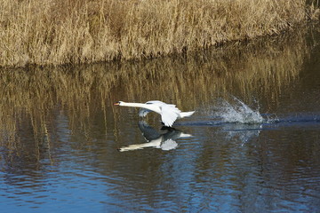 Schwan im Flug