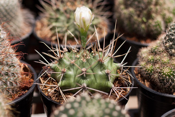 Small cactus nursery