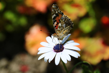 Butterfly on a white Daisy, on a beautiful multicolored and blurred background