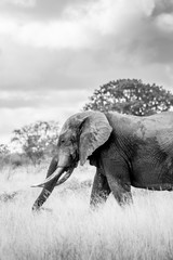 Fototapeta na wymiar Elephant - Kruger National Park - South Africa