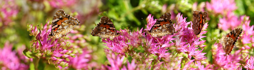 Invasion of butterflies in a flower bed with pink flowers...