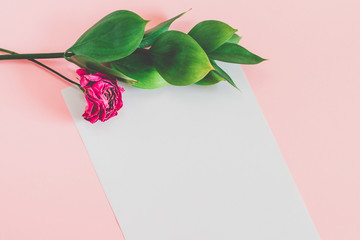White sheet of paper on a pink background with green leaves and a dry pink rose top view mockup. Floral background for lettering with copy space.