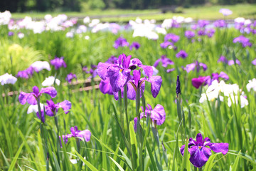 真岡市井頭公園　ハナショウブ
