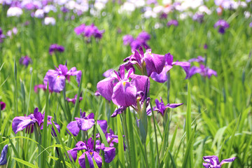 真岡市井頭公園　ハナショウブ