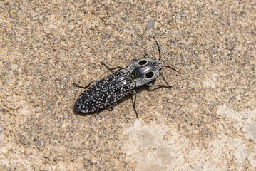 Eyed elater beetle with black eye spots